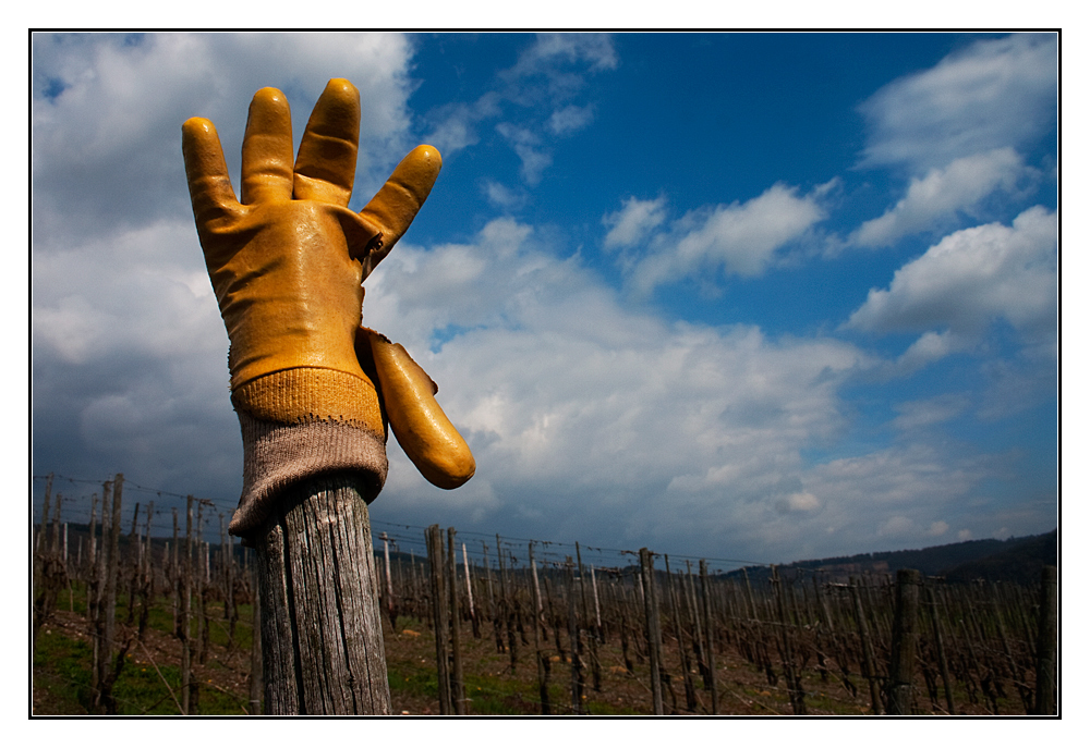 Die Vogelscheuche in den Kröver Weinbergen (1)