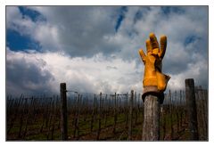 Die Vogelscheuche in den Kröver Weinbergen (2)