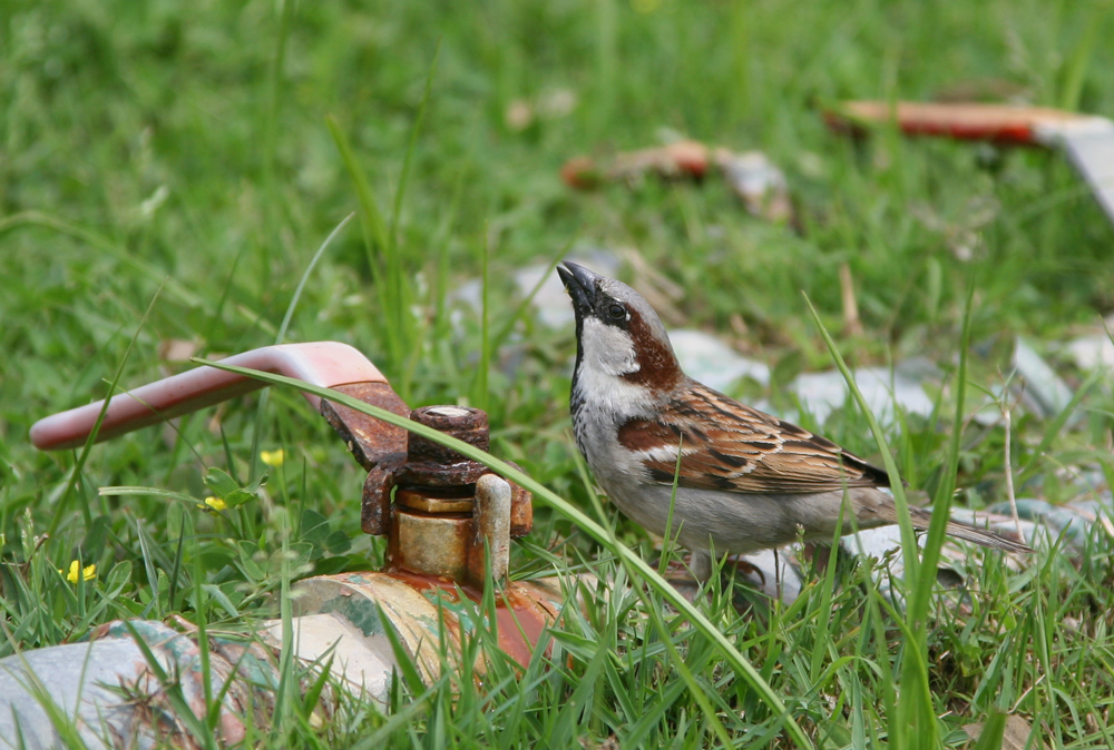 Die Vogeltränke