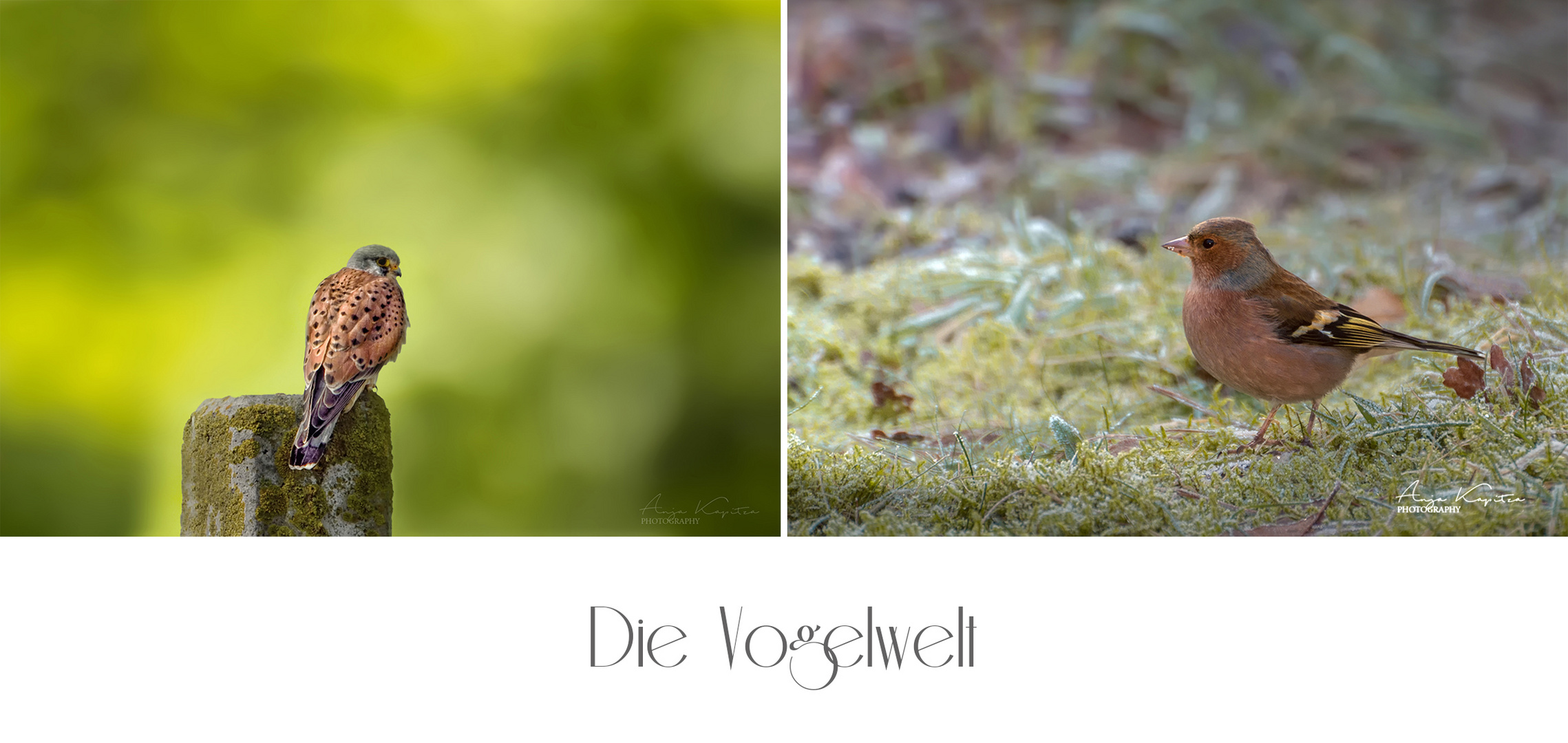 Die Vogelwelt