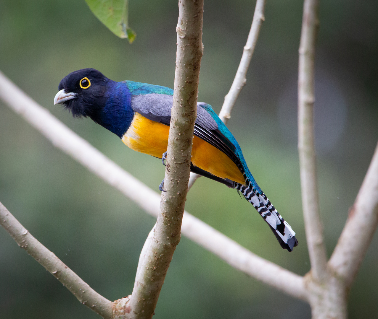 Die Vogelwelt Costa Ricas, das Veilchentrogon Männchen