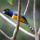 Die Vogelwelt Costa Ricas, das Veilchentrogon Männchen
