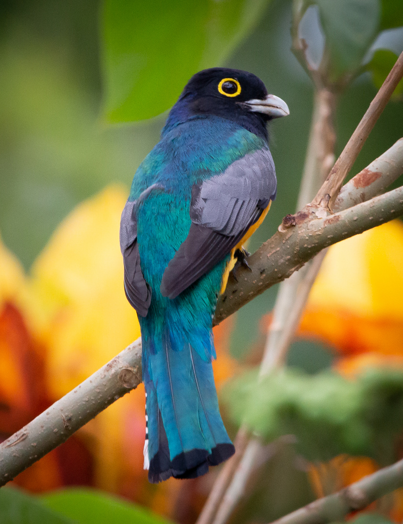 Die Vogelwelt Costa Ricas, das Veilchentrogon Männchen