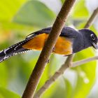 Die Vogelwelt Costa Ricas, das Veilchentrogon Weibchen