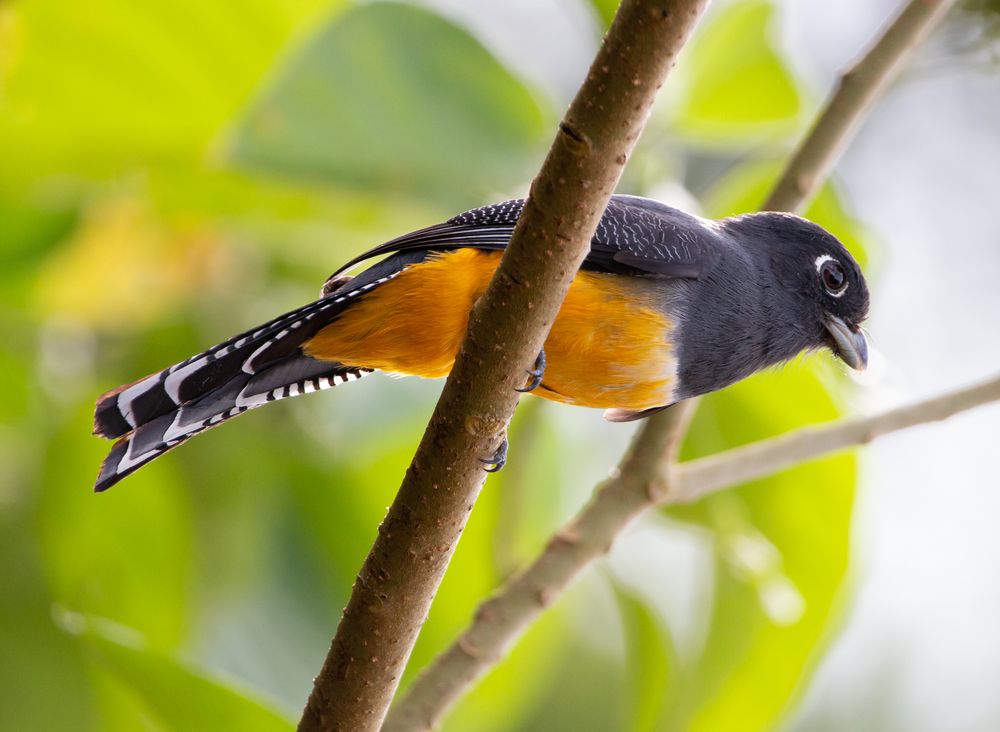 Die Vogelwelt Costa Ricas, das Veilchentrogon Weibchen
