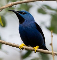 Die Vogelwelt Costa Ricas, der Azurnaschvogel