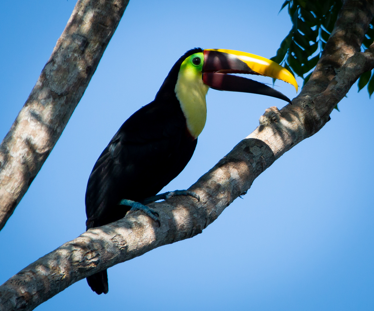Die Vogelwelt Costa Ricas, der Goldkehltukan