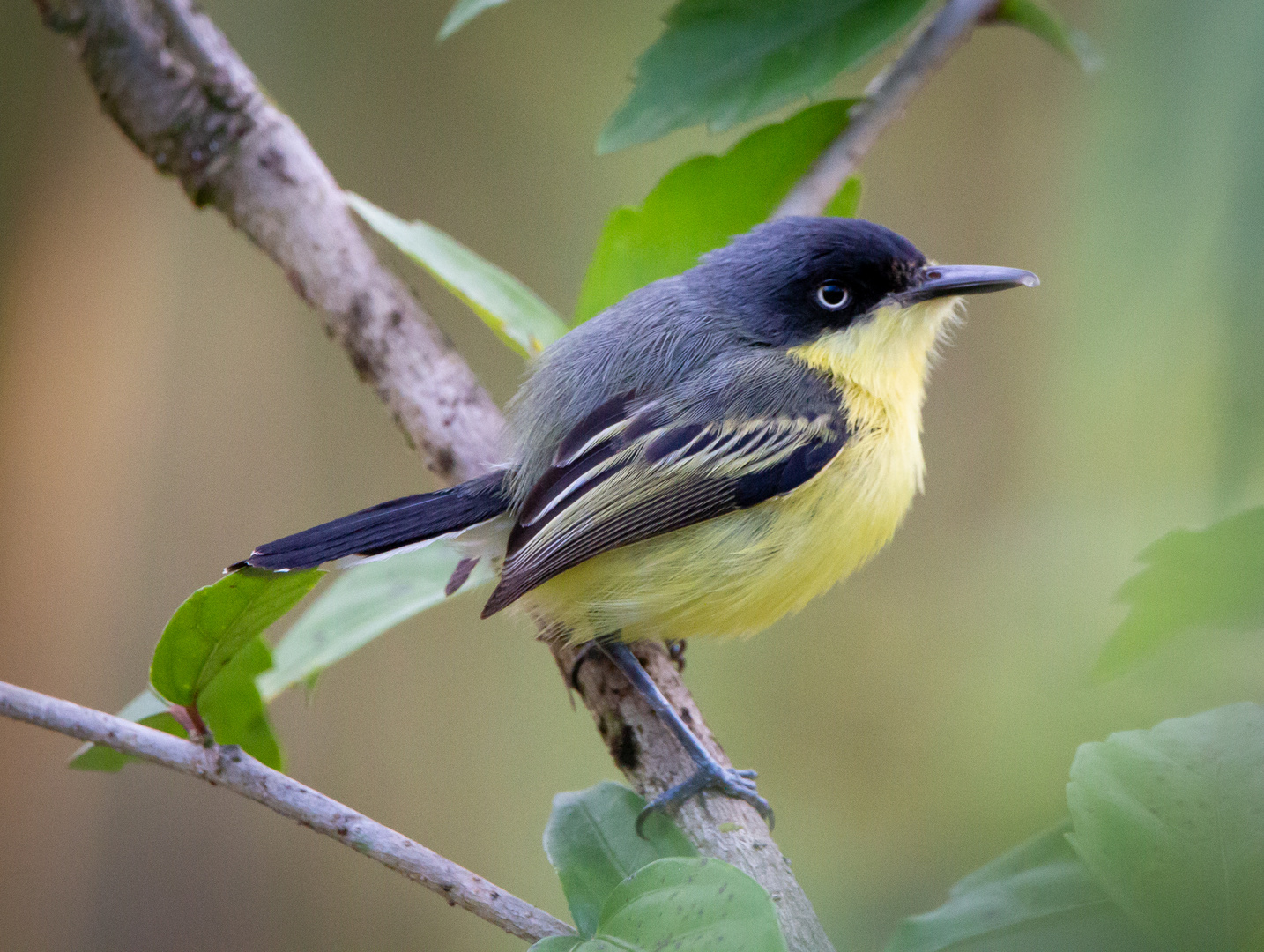 Die Vogelwelt Costa Ricas, der Graugelb-Todityrann