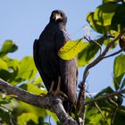 Die Vogelwelt Costa Ricas, der Mangrovebussard
