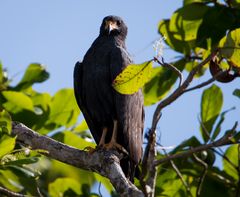 Die Vogelwelt Costa Ricas, der Mangrovebussard