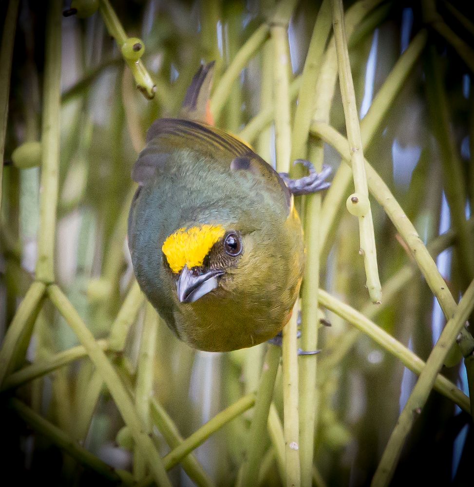 Die Vogelwelt Costa Ricas, der Olivrückenorganist