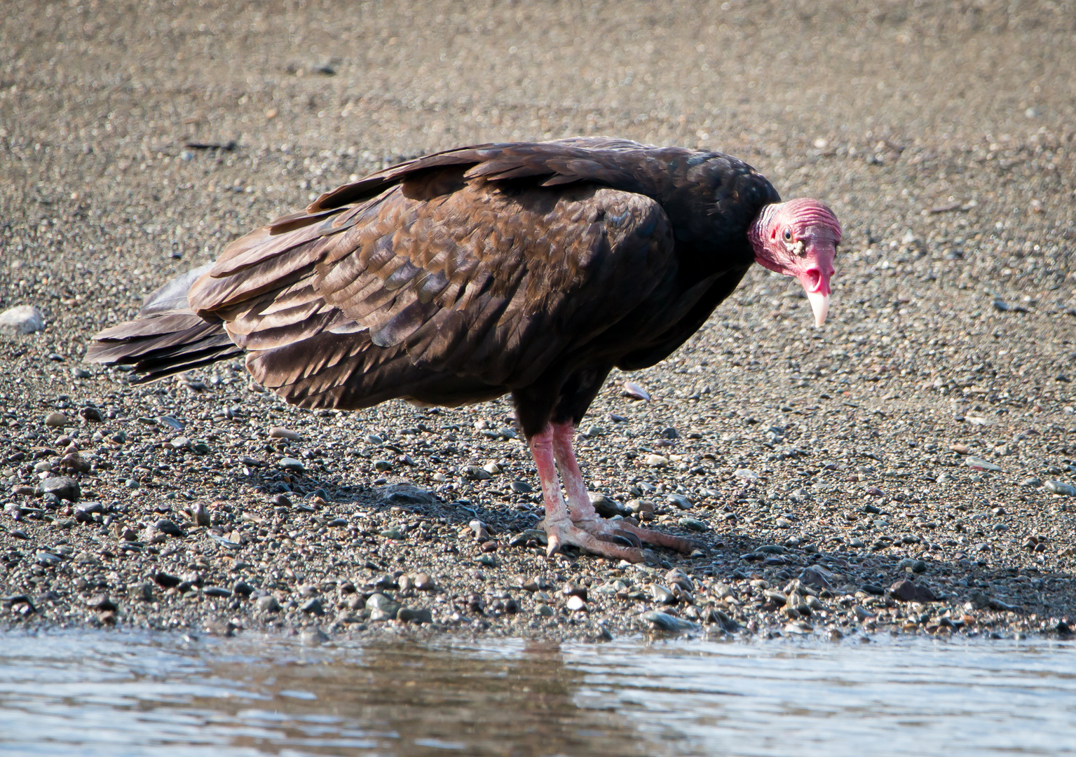 Die Vogelwelt Costa Ricas, der Truthahngeier