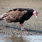 Die Vogelwelt Costa Ricas, der Truthahngeier