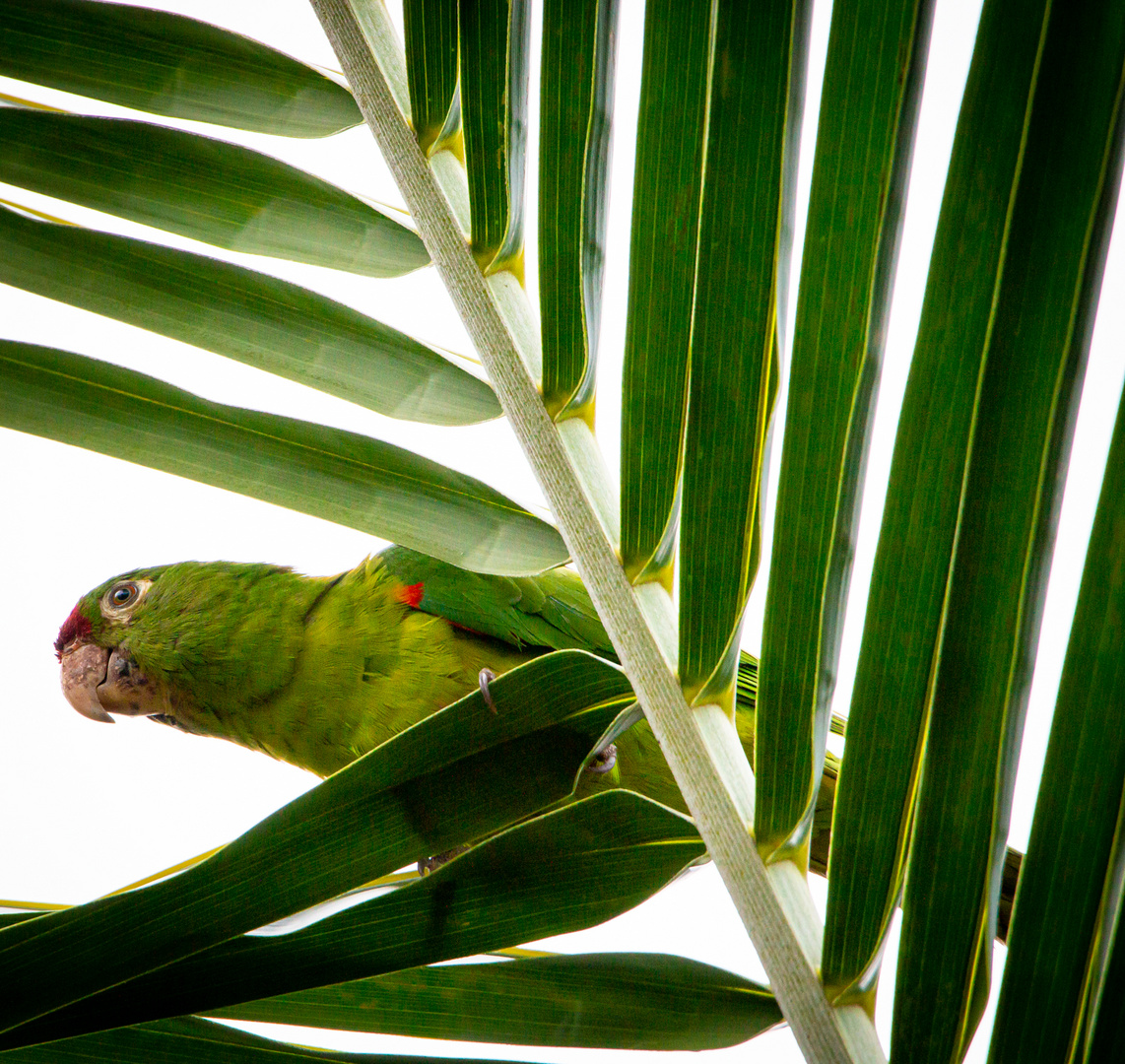 Die Vogelwelt Costa Ricas, der Veraguasittich