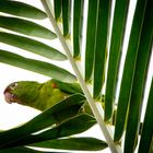 Die Vogelwelt Costa Ricas, der Veraguasittich