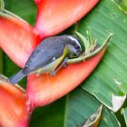 Die Vogelwelt Costa Ricas, der Zuckervogel