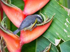 Die Vogelwelt Costa Ricas, der Zuckervogel