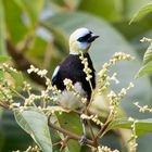 Die Vogelwelt Costa Ricas, die Goldmasken-Tangare