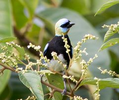 Die Vogelwelt Costa Ricas, die Goldmasken-Tangare