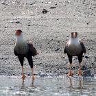 Die Vogelwelt Costa Ricas, die Karibikkarakaras