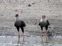 Die Vogelwelt Costa Ricas, die Karibikkarakaras