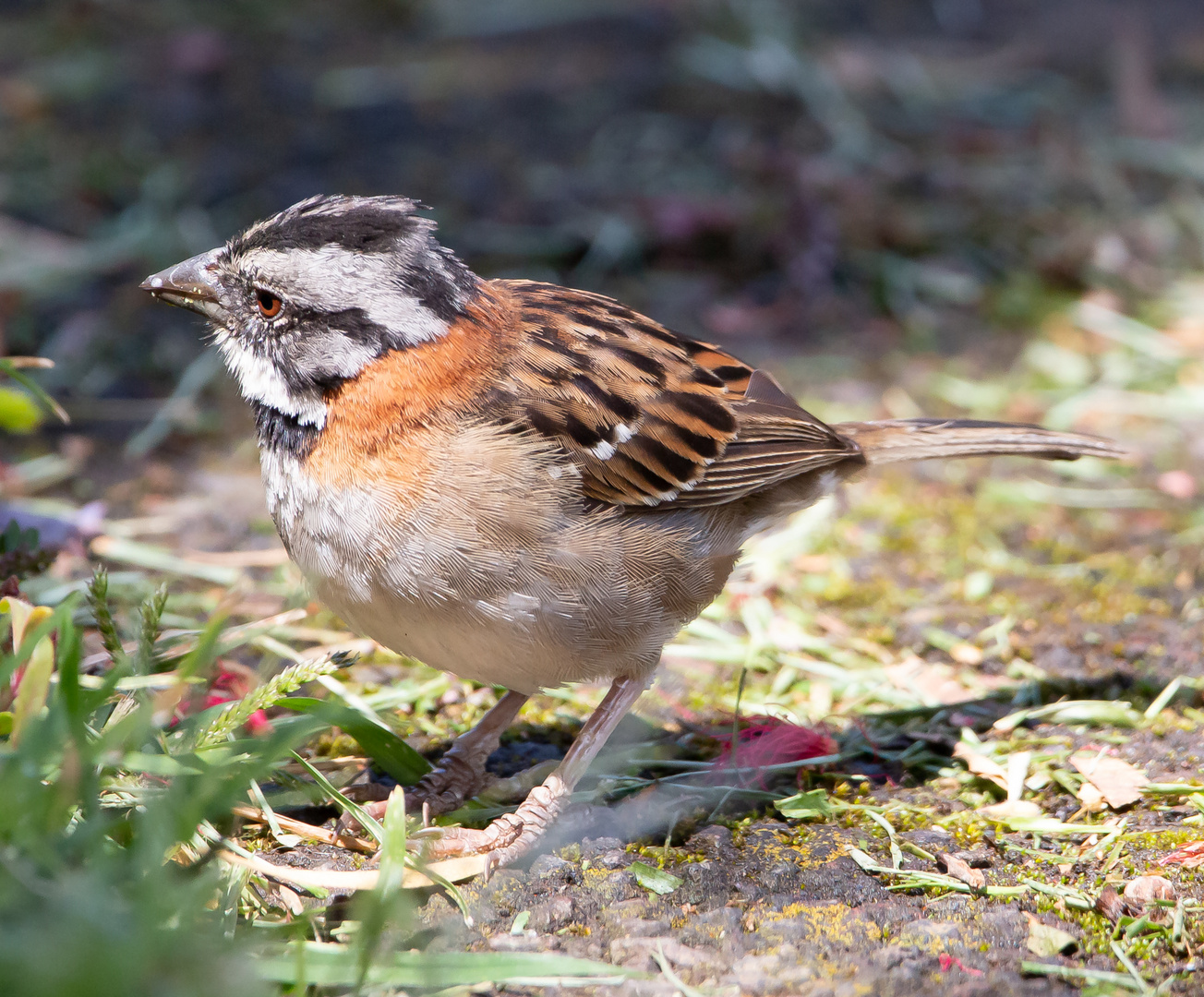 Die Vogelwelt Costa Ricas, die Morgenammer 