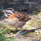 Die Vogelwelt Costa Ricas, die Morgenammer 