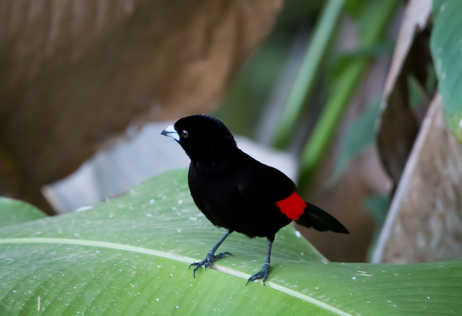 Die Vogelwelt Costa Ricas, die Passerini-Tangare