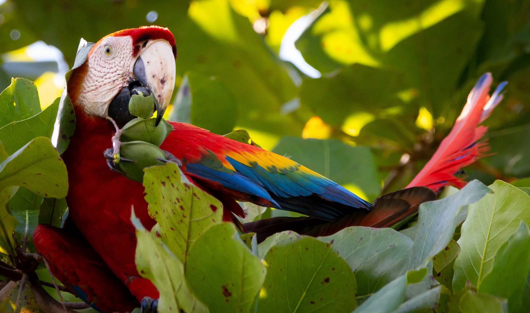 Die Vogelwelt Costa Ricas, Hellrote Aras