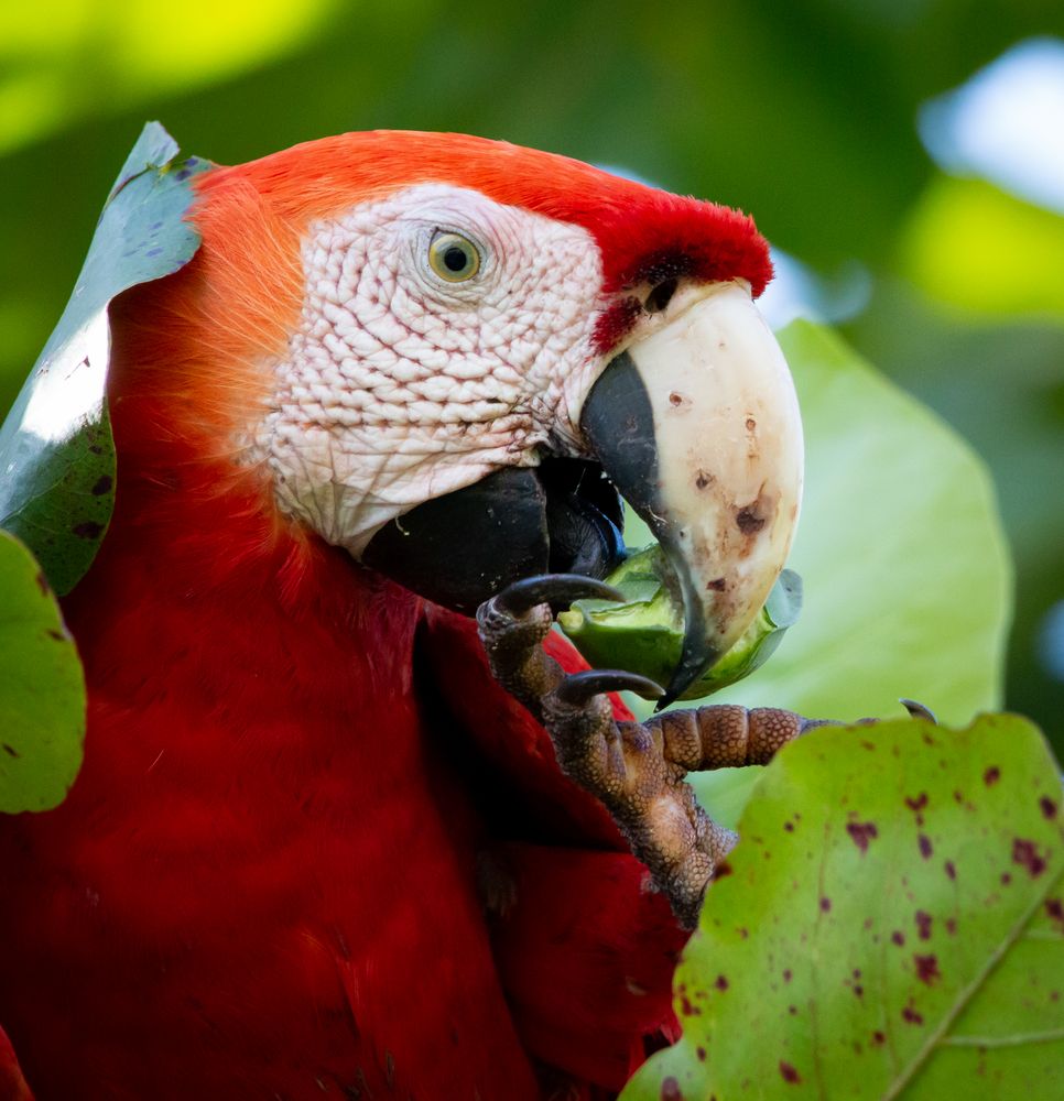 Die Vogelwelt Costa Ricas, Hellrote Aras