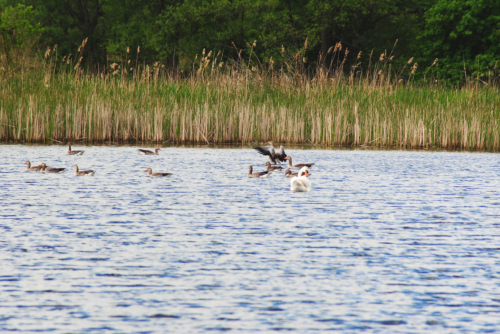 die Vogelwelt im Teich