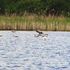 die Vogelwelt im Teich