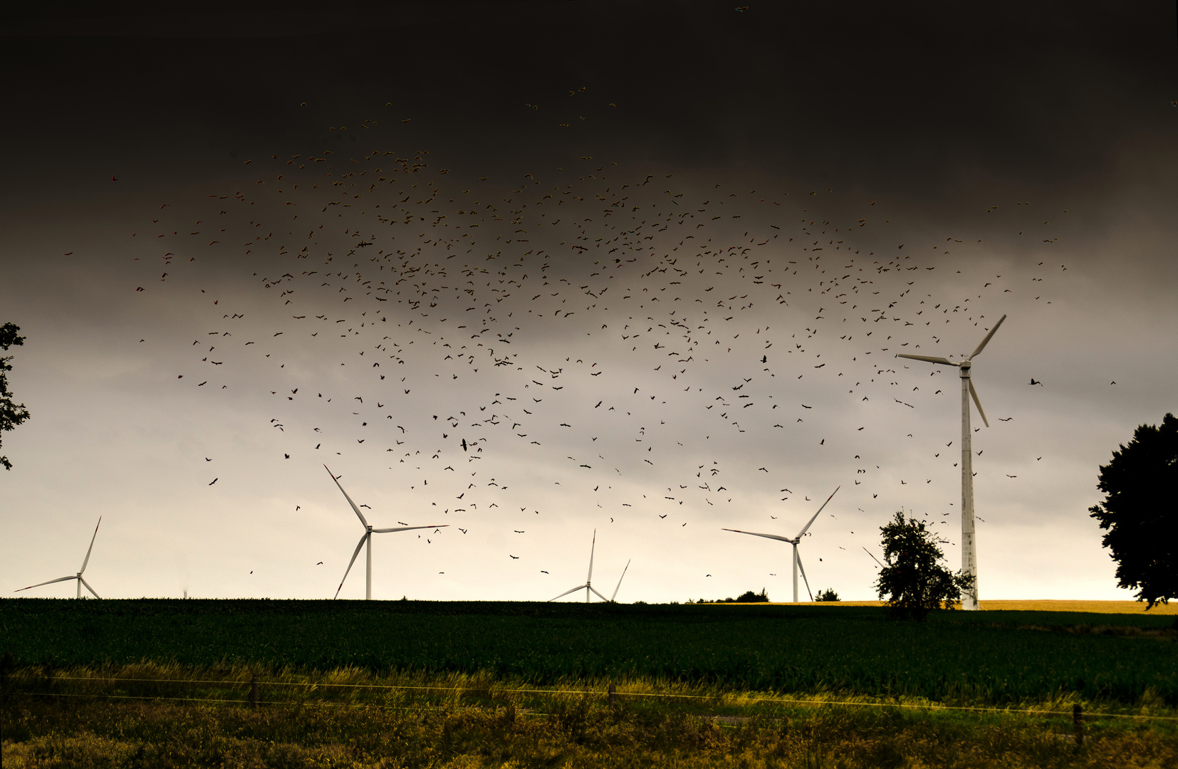 Die Vogelwolke