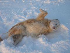 Die vollbiologische Schneefräs(s)e...