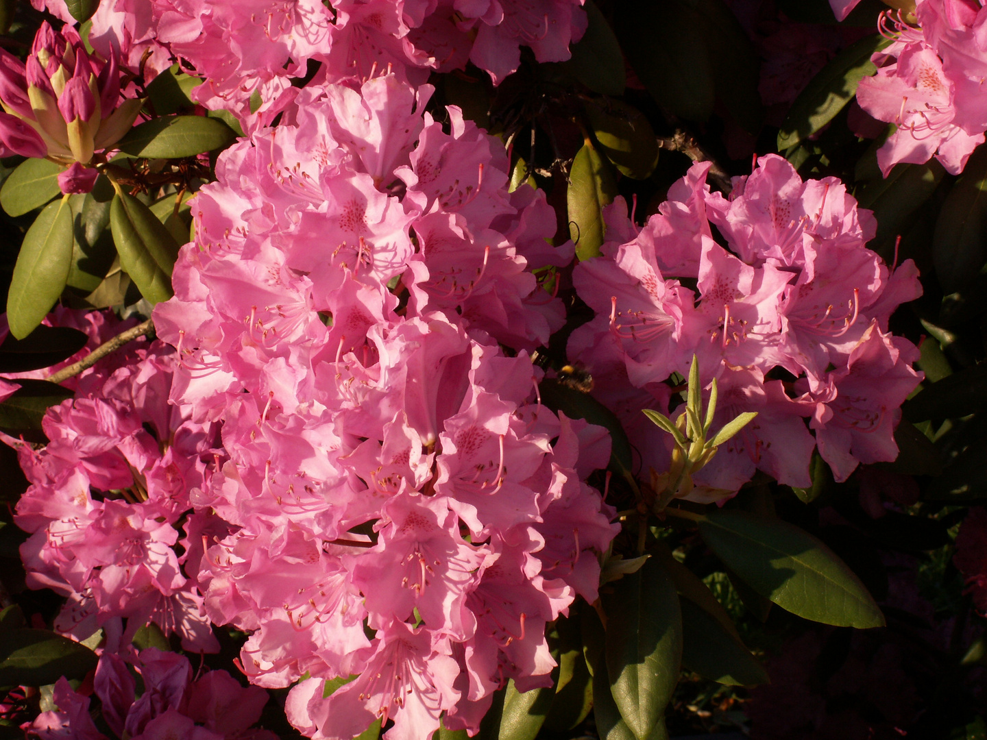 Die volle Pracht der Rhododendron