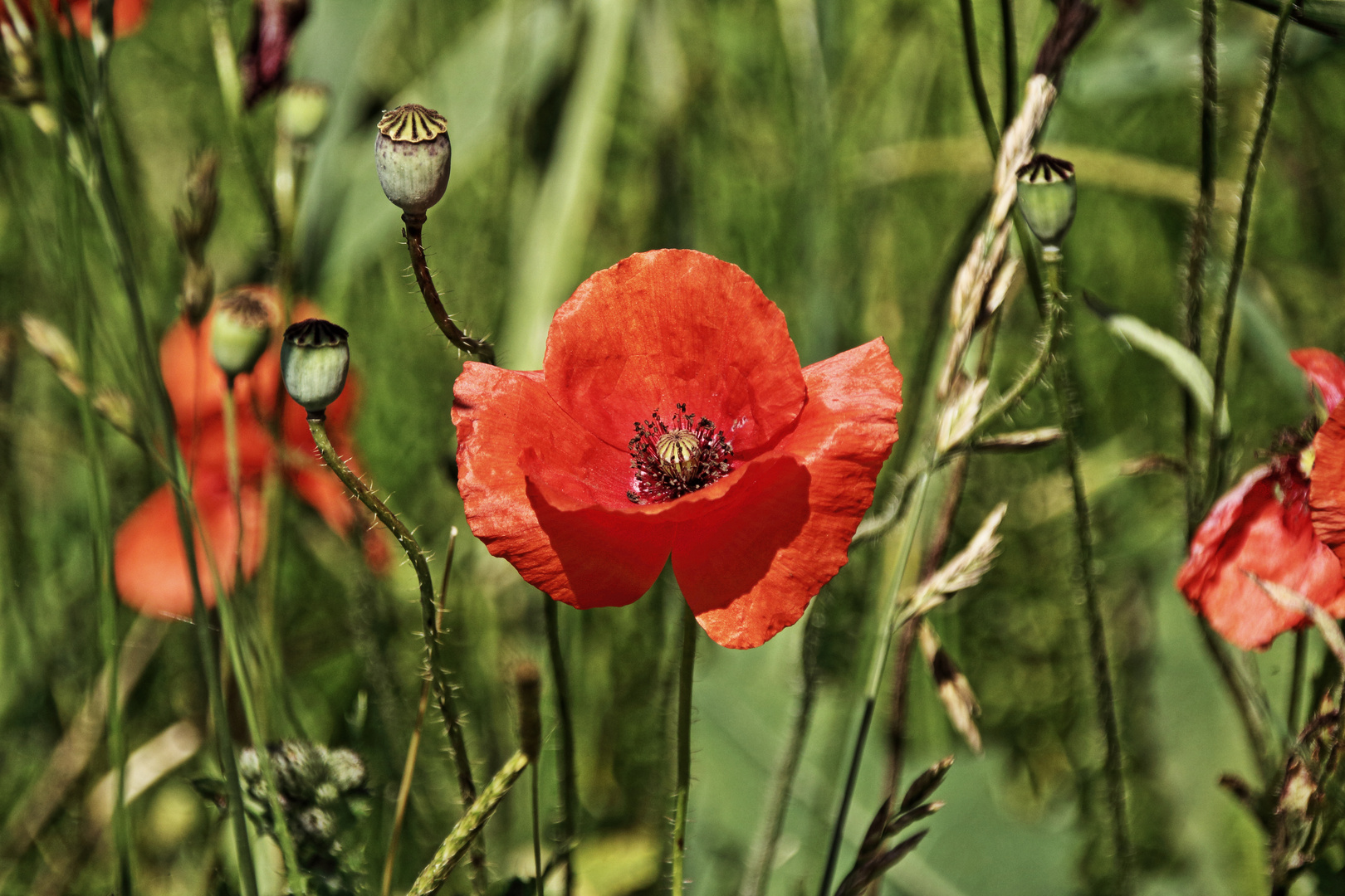 Die volle Pracht einer Mohnblume