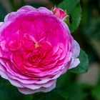 Die volle Rose