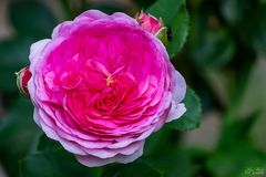 Die volle Rose