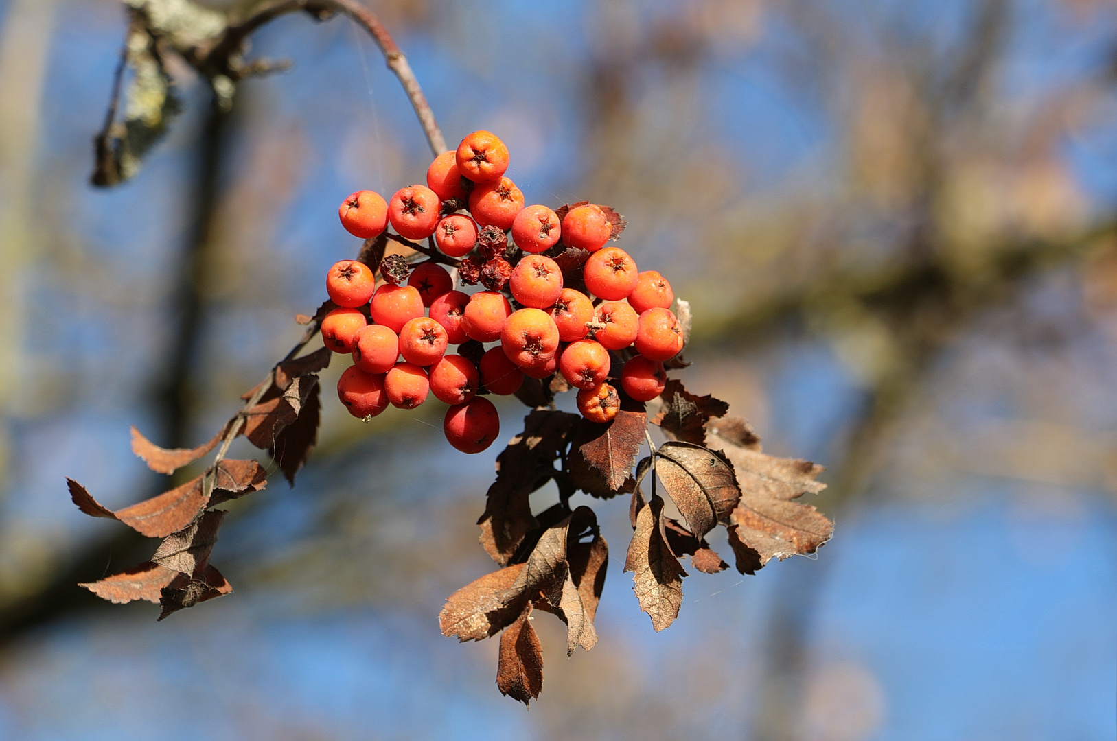 ... die vollendete Schönheit des Herbstes 