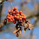 ... die vollendete Schönheit des Herbstes 