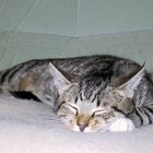 Die vollkommen unschuldige Katze im Tiefschlaf