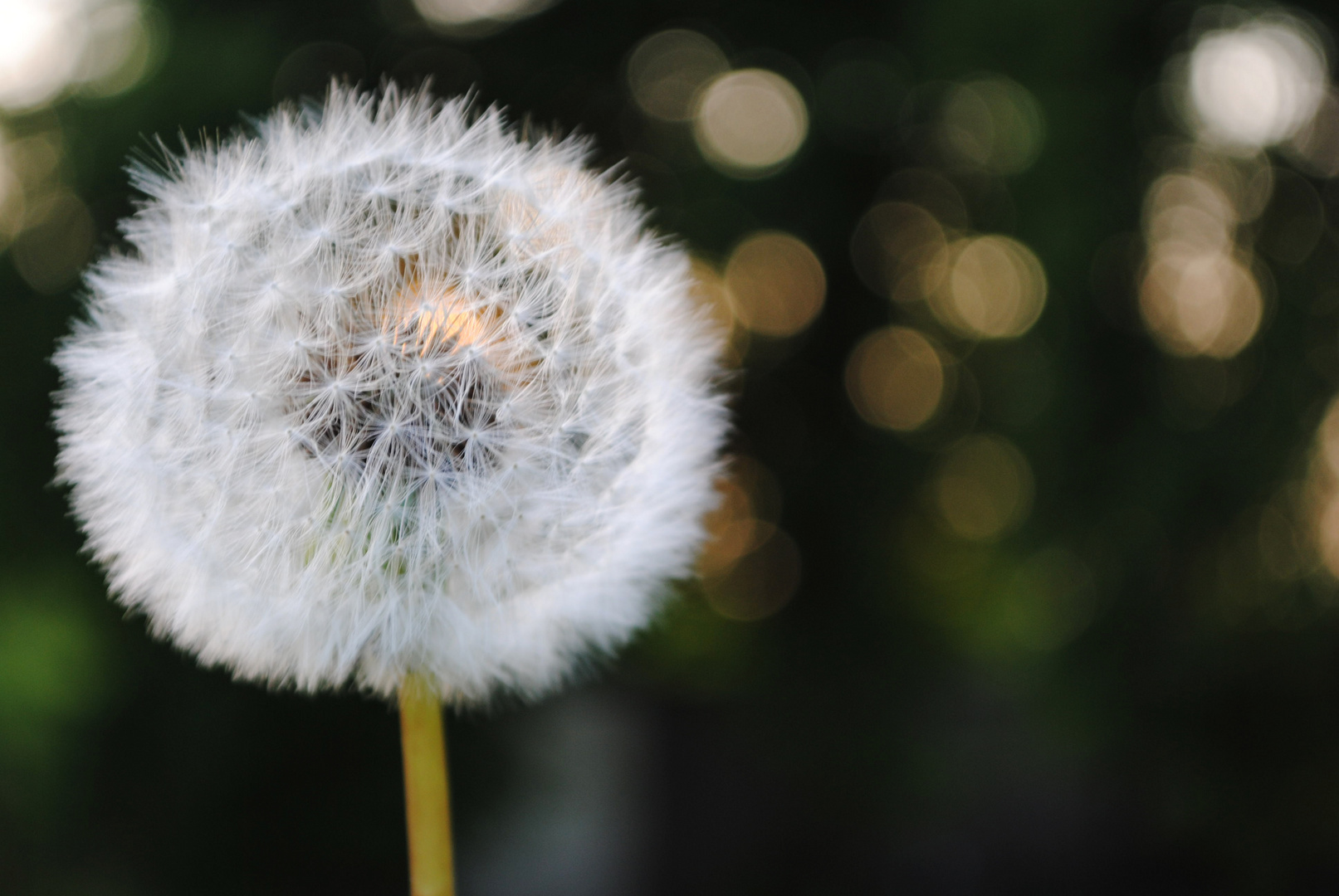 Die vollkommene Pusteblume.