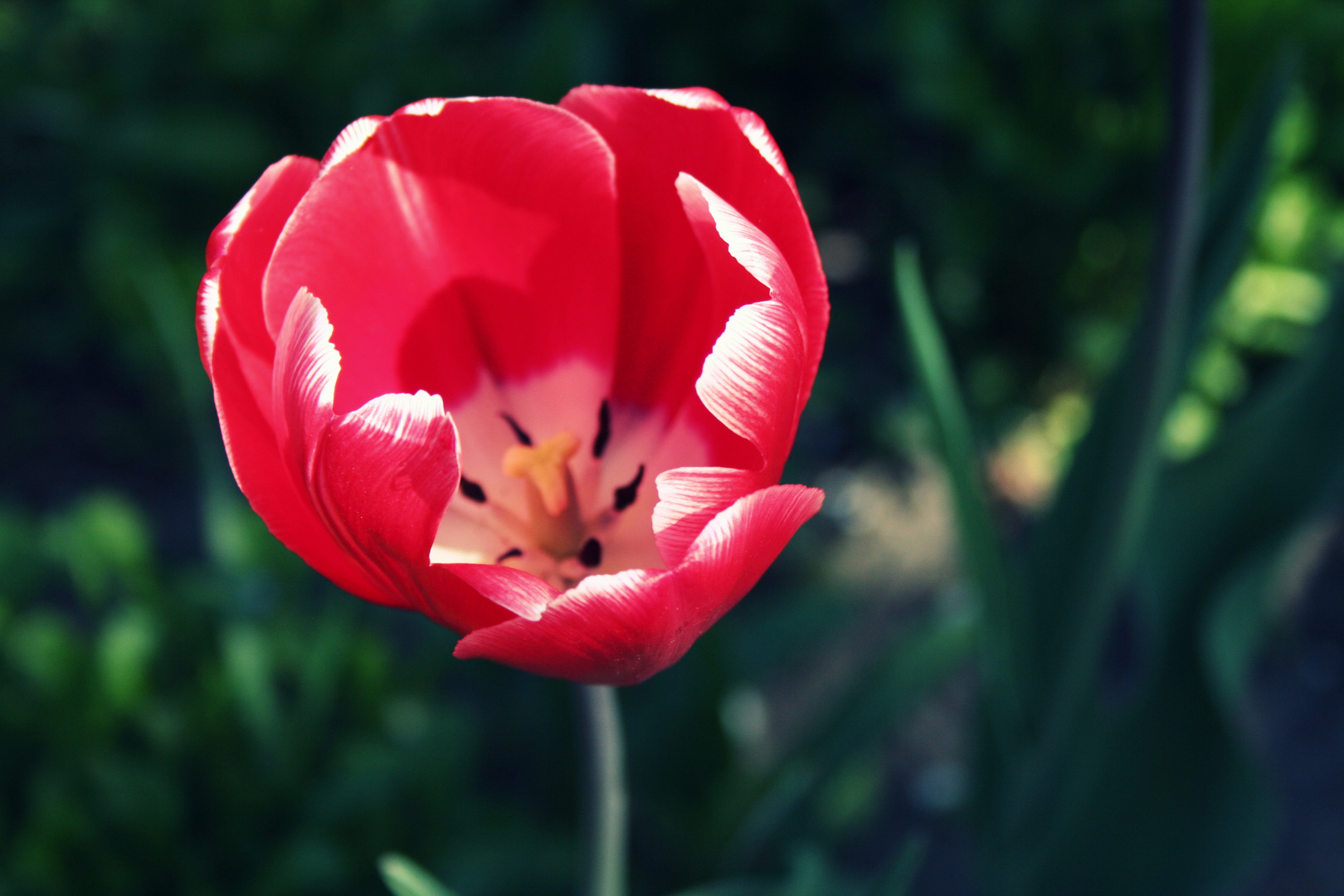 Die Vollkommenheit einer Tulpe