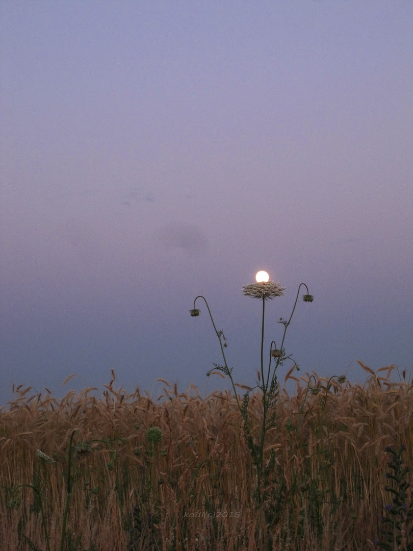 die Vollmond-Blüte