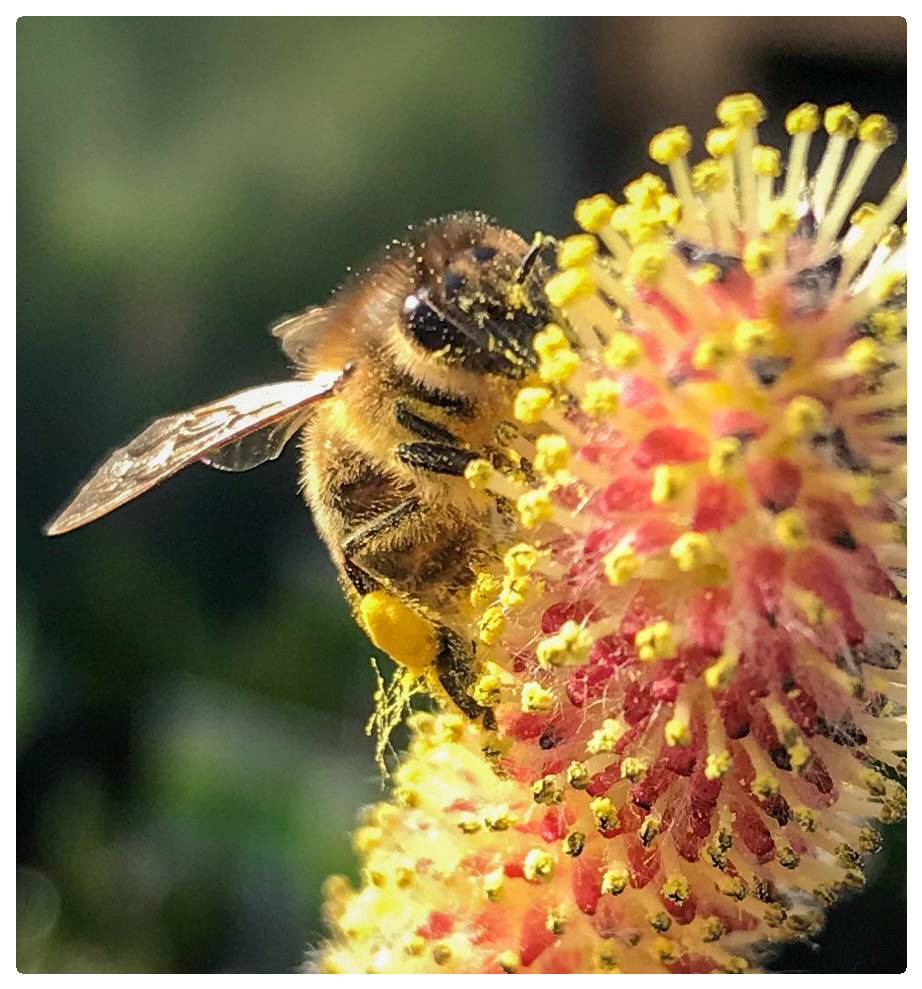 Die von den Blüten naschen