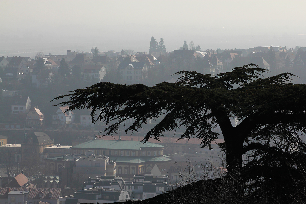 Die vor der dunstigen Stadt stehende Zeder