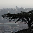 Die vor der dunstigen Stadt stehende Zeder