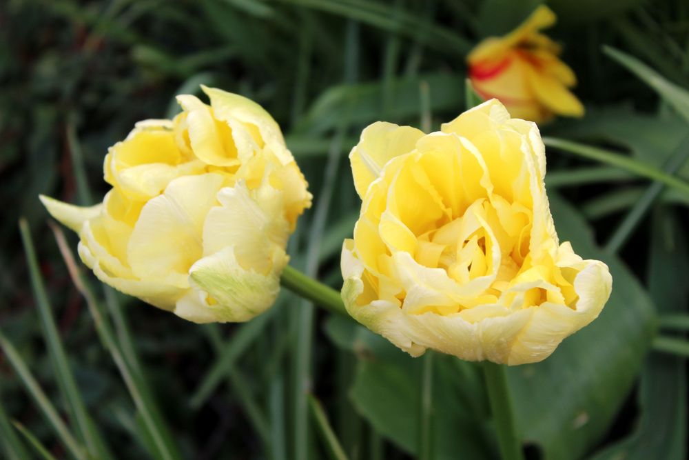 die vor Neid gelben Tulpen stehen daneben