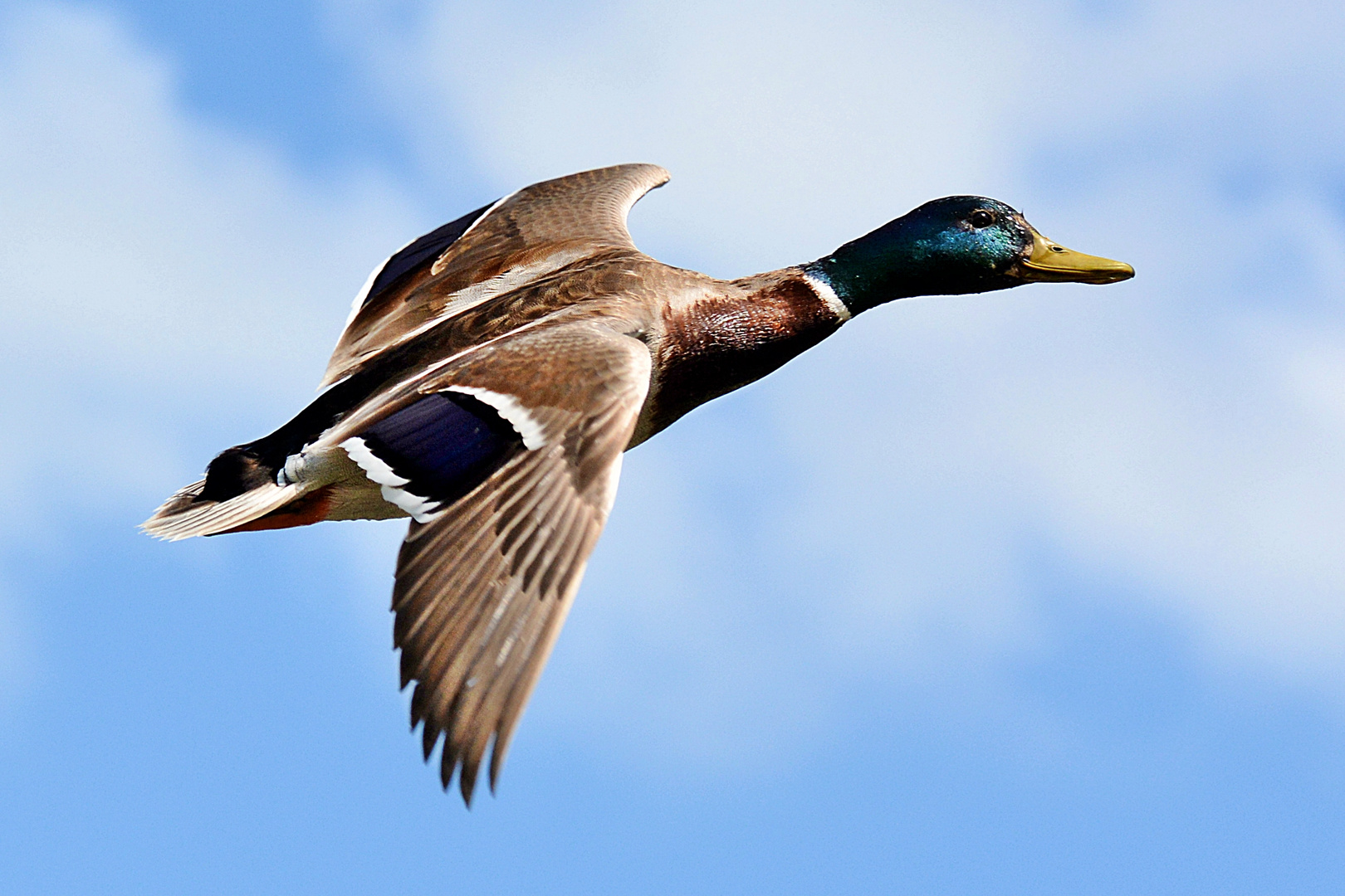 …die vorbeifliegende Stockente...