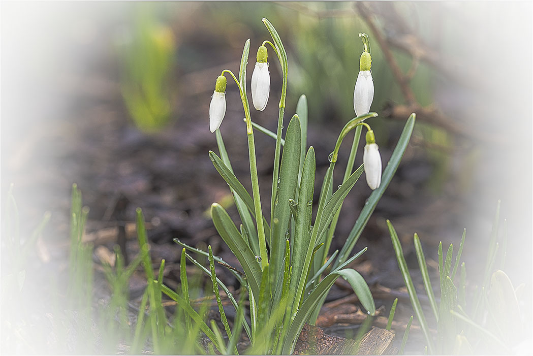 Die Vorboten des Frühling